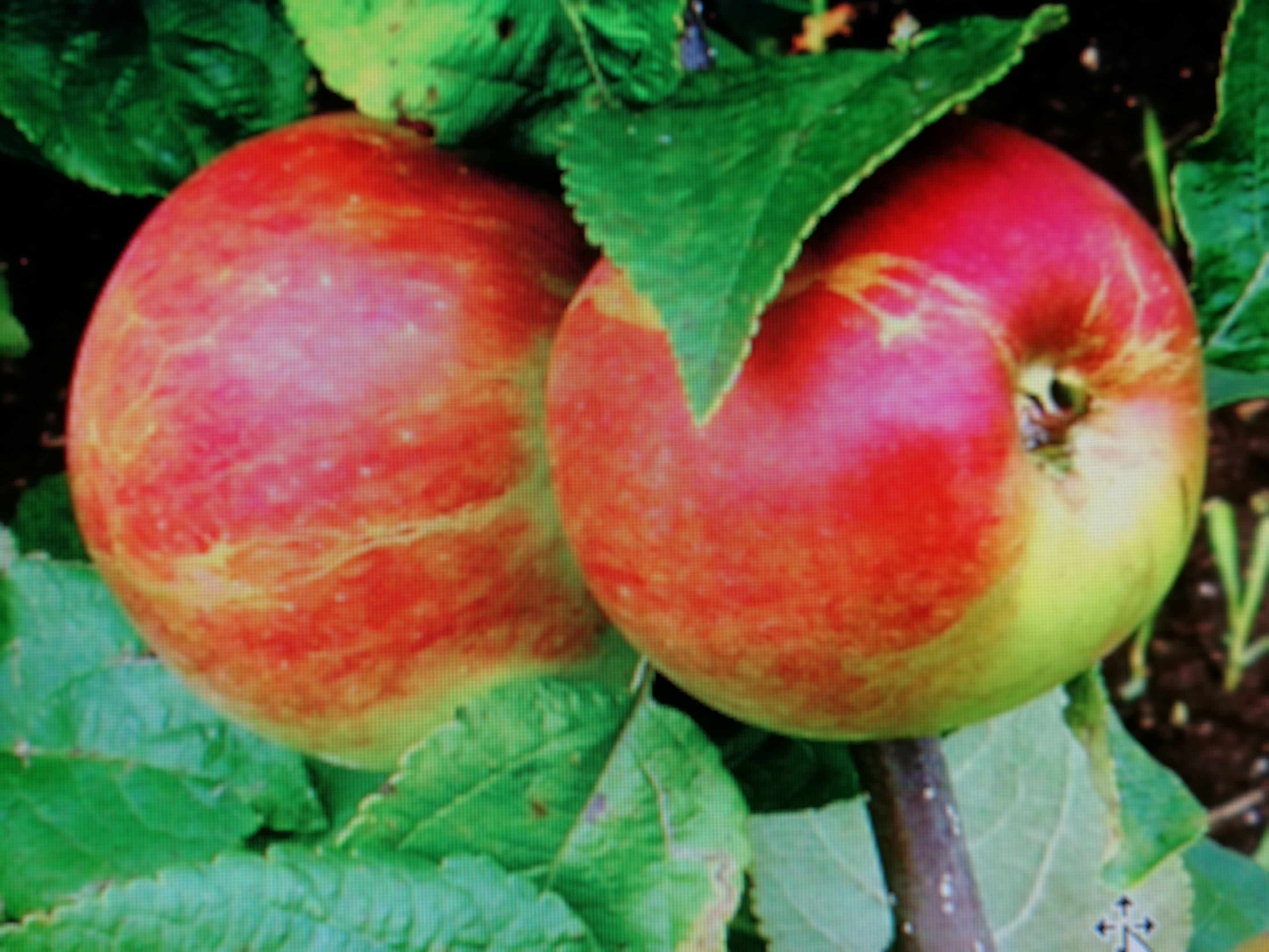 Купить Осенние сорта яблонь — интернет-магазин Садоград - саженцы отпроизводителя